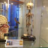 Il reperto di un feto umano conservato nella sezione dedicata all'anatomia